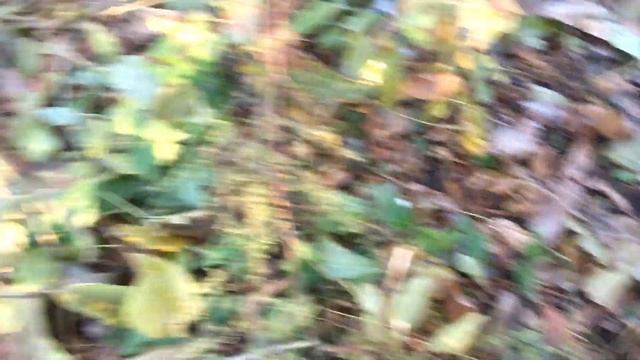 КАК РАСТУТ ГРЕЦКИЕ ОРЕХИ! Мы их собрали!!! смотреть онлайн