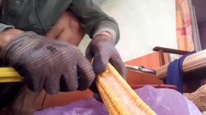 Сколько кукурузы в одном початке