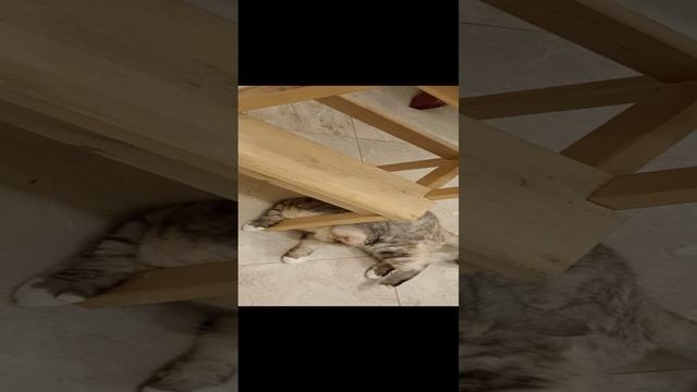Вкусная табуретка
