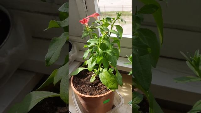 Обзор петунии Изи Вейв, Дабл Каскад и Вельвет Сальмон в возрасте 52 дня. смотреть онлайн