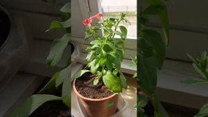 Обзор петунии Изи Вейв, Дабл Каскад и Вельвет Сальмон в возрасте 52 дня.