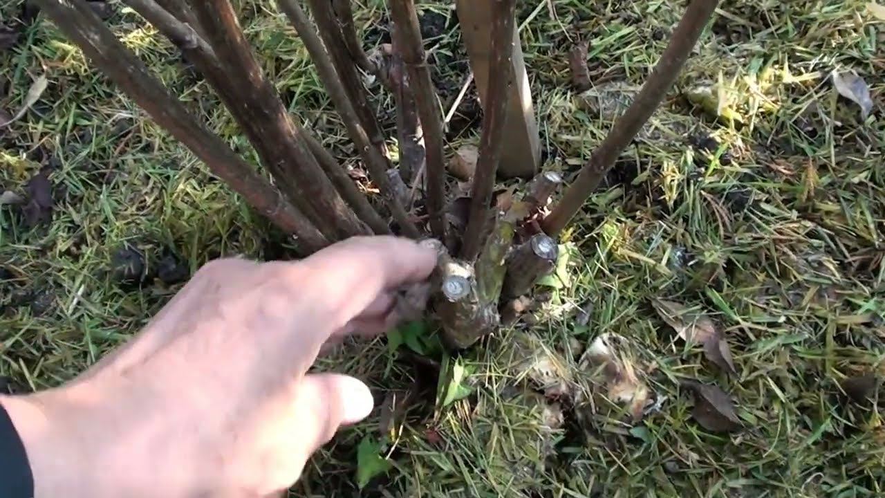 Как обрезать гортензию,что бы она выросла до двух трех метров. Сроки обрезки. смотреть онлайн