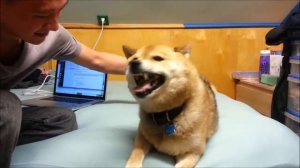 ЭТО ФИАСКО БРАТАН(СМЕШНЫЕ И МИЛЫЕ НАРЕЗКИ С СИБА ИНУ)