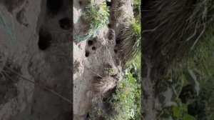 Джилы-Су.Долина Нарзанов.Встреча с сусликами
