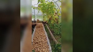 Состав почвы суглинок,как улучшить качество земли,чтобы радовал урожай