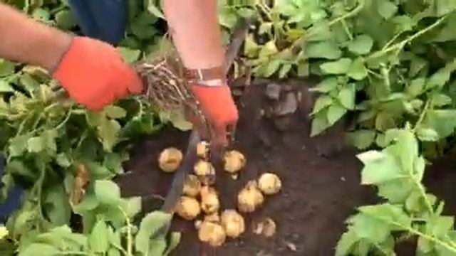 Картофель Сенсейшел