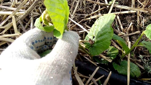 Фундук Трапезунд последствия после заморозков смотреть онлайн