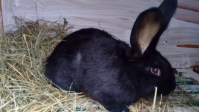 Строкач.Немецкий пестрый великан Строкач.Самка Сара.