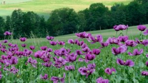 Музыка летнего луга.Пчёлы собирают пыльцу.Пение птиц,пчёл и шмелей.Звуки природы,отдых,медитация,со