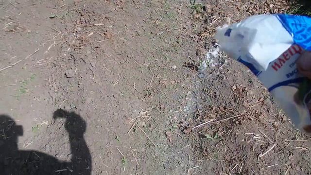 Проволочник на картофеле.Убрать этого вредителя в почве можно обычной Солью.