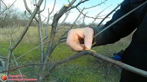 Замазка ран и срезов плодовых деревьев Чем замазать раны после прореживания кроны и морозобоин