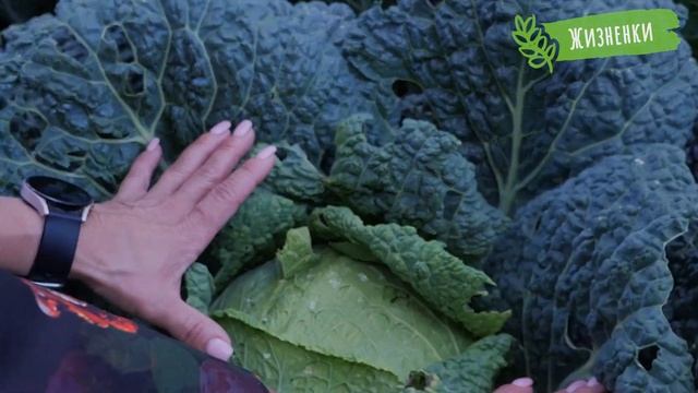 Делимся секретами полезной капусты, выращенной без единого грамма пестицидов!