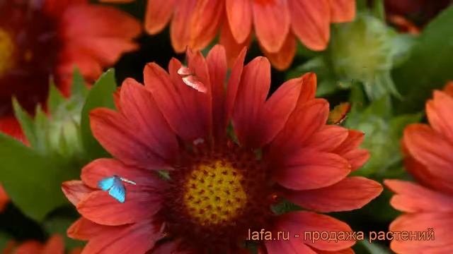 Гайлардия гибридная Меза Ред (gaillardia hybrida) ? обзор: как сажать, саженцы гайлардии Меза Ред