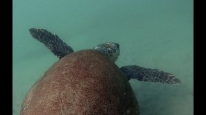 Бооольшой черепах!