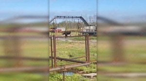 Лось против медведя. Кто сильнее?