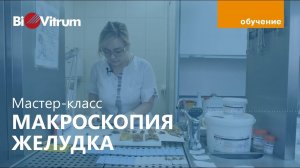 Макроскопическое исследование желудка