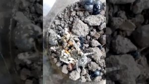 БОЙ ТАРАНТУЛОВ!!!ЖЕСТЬ!