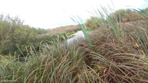 БАТЯ ВАЛИТ НАВСКИДКУ! УМЕЕТЕ ТАК? Я НЕТ! Охота на утку с подхода осенью.