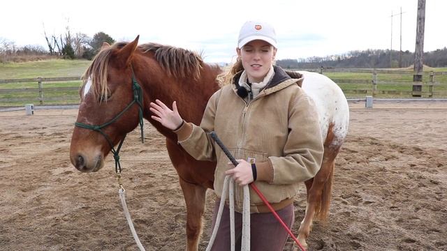 HOW TO TEACH A HORSE TO LUNGE ? смотреть онлайн