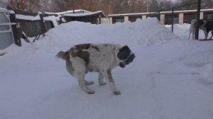 Крещенские алабайки подросли.