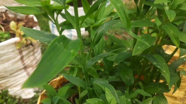 #alstroemeria #peruvianlily #cutflowers #lilium #gardening #plantnursery #Thakuri'sNursery #tips смотреть онлайн