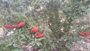 Пираканта