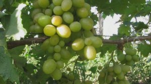 Виноград Богатяновский