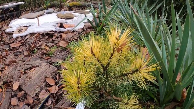 Декоративные хвойные в своем саду смотреть онлайн