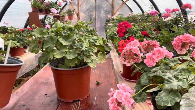 7 жовтня 2023 р. Готую ПЕЛАРГОНІЇ до зимівлі.Один із трьох етапів підготовки.Частина 1 смотреть онлайн