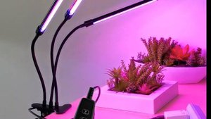 Можно ли использовать лампы накаливания для рассады? Как правильно выбрать фитолампу