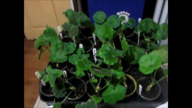 Черенкование пеларгоний смотреть онлайн