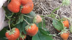 ЗЕМЛЯНИКА ДАРСЕЛЕКТ  СОРТ С КРУПНОЙ НЕОБЫЧНОГО ЦВЕТА  ЯГОДОЙ