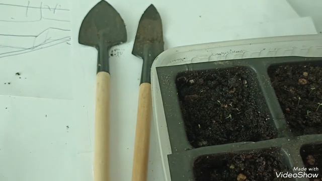 Пересаживаю Эустому в ноябре,23.11.23г смотреть онлайн