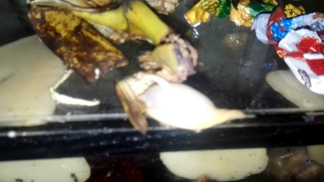 Что едят ахатины часть 2!! смотреть онлайн