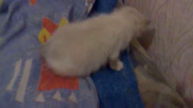 Имя котэ по Русски смотреть онлайн