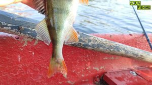 Рыбалка на Окуня. На Силикон. На отводной поводок. На спиннинг.  август 2022 г.