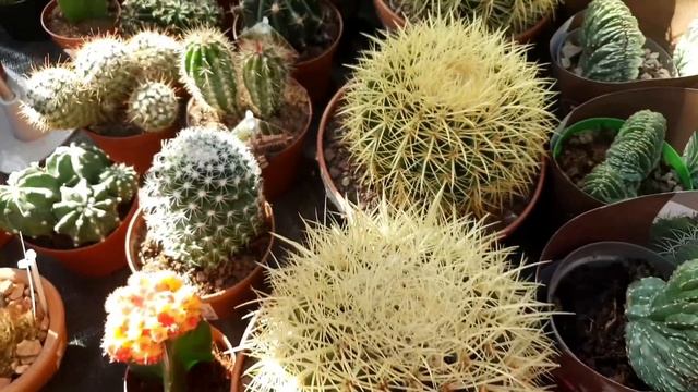 ОБИ???КОМНАТНЫЕ ЦВЕТЫ?(моя последняя сьемка перед закрытием магазина)❤ смотреть онлайн