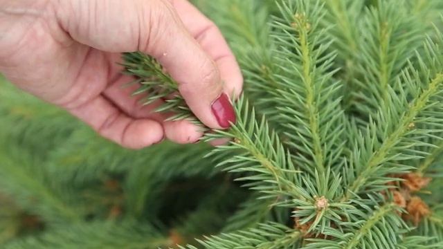 Стрижка ели в форме шара. Часть 1. С чего начать?