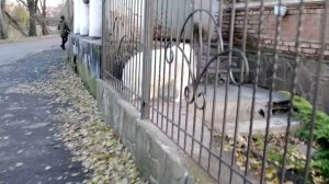 Красивая белая собака породы Самоед