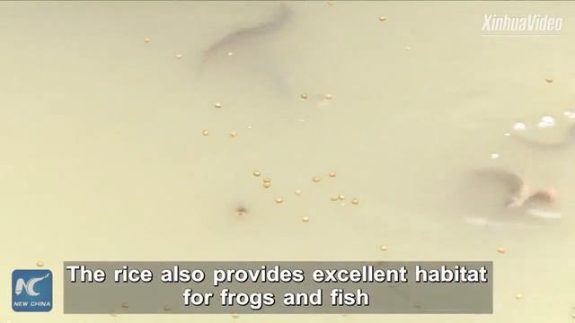 Гигантский 2 метровый рис научились выращивать в Китае смотреть онлайн