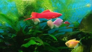 Сомики анциструсы, меченосцы, тернеции гло, метинисы и компания😁