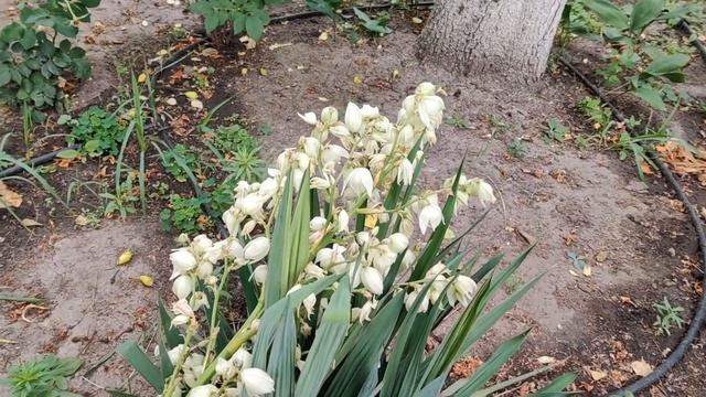 Живые цветы. Красивая клумба с Лилиями и Юками - прекрасными цветущими растениями на высоком стебле