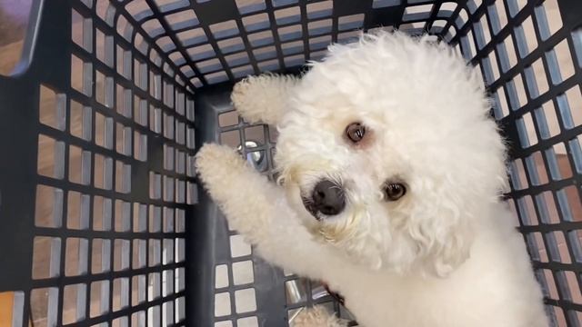 Тихуана зоомагазин Petco смотреть онлайн