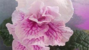 Стрептокарпус ВаТ-Мандаринка.