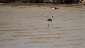 Black winged stilt - Cavaliere d'Italia - Échasse blanche - Szczudłak zwyczajny - Ходулочник