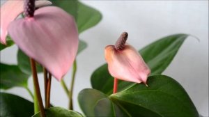 Уход за антуриумом: удаление увядших цветов