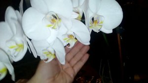 Цикл обзоров цветущих орхидей # 2. Уценочная орхидея, цветение!