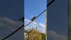 Котенок канатоходец Рыжик и брат Черныш?