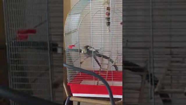 Сушим перья смотреть онлайн