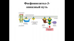 Механизмы действия гормонов
